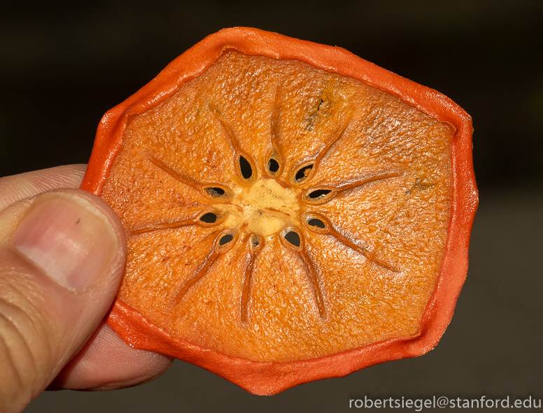 persimmon